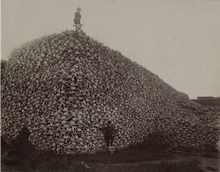 Photo 7 un tas de cranes de bison annees 1870