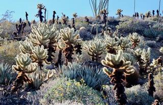 Anza borrego