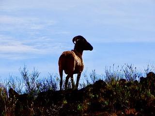Bouc