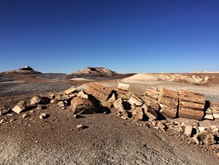 Petrified forest 1631291