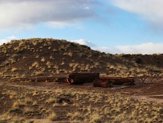 Petrified forest national park 7 1356118