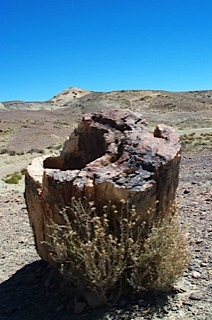 Petrified forest patagonia 1 1494777